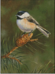 (image for) Black Capped Chickadee